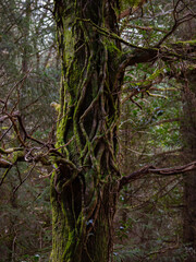 Fototapeta premium tree in the woods,a tree is wrapped around another tree
