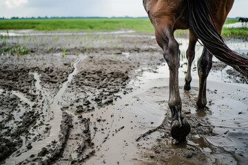 horse mud and water - obrazy, fototapety, plakaty