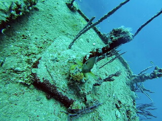 Fish on a shipwreck in the Caribbean Sea, off the coast of Utila, Honduras