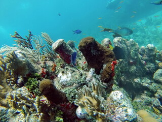 Fototapeta na wymiar School of little, blue fish on the reef in the Caribbean Sea, off the coast of Utila, Honduras
