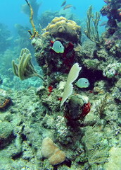 Angelfish on the reef in the Caribbean Sea, off the coast of Utila, Honduras
