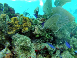 Naklejka na ściany i meble School of little, blue fish on the reef in the Caribbean Sea, off the coast of Utila, Honduras