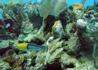 Silver and yellow fish on the reef in the Caribbean Sea, off the coast of Utila, Honduras