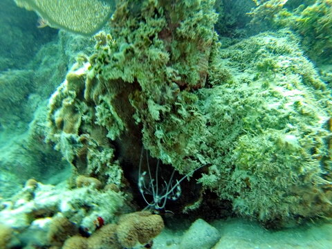 Shrimp hiding uder a coral head in the Caribbean Sea, off the coast of Utila, Honduras