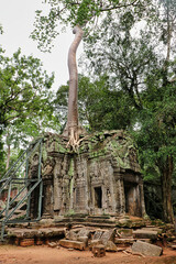 Ta Phrom - Iconic 12th century Angkor Khmer Tree Temple with Tree roots intertwined with the temple...