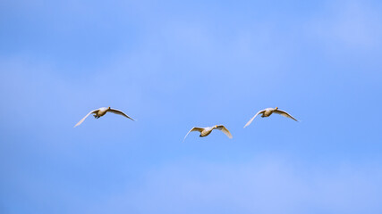 空を飛ぶ白鳥