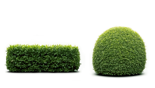 Bush Hedge Garden Plant Foliage Leaves Nature Outdoors - Powered by Adobe