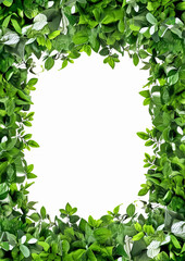 Fototapeta premium A green leafy border with a white background. The border is made up of various types of leaves and branches