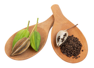 Abelmosk or Abelmoschus moschatus fruits and seeds on transparent background.