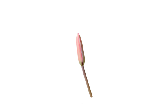 close up of a brush isolated white transparant background 