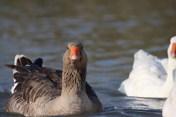 Ducks in the marshes of  chibayish in iraq ,water , cane