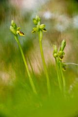 orchid (Ophrys lutea). SS, Sardinia. Italy