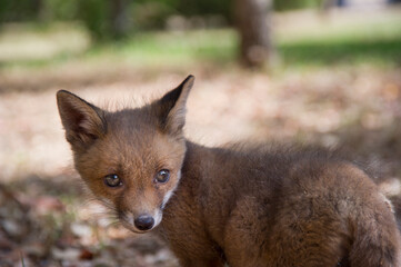 red fox cub, FOX (VULPES VULPES), Nurra. (Sassari) Sardinia. Italy