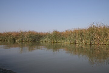 Marshes of chibayish in iraq , cane with boat