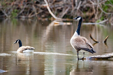 Canadian goose couple on the water close up