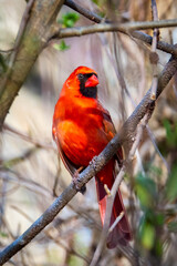 Vivid male red cardinal close up portrait