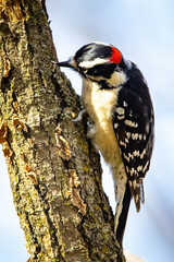 Cute close up downy woodpecker portrait