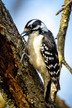 Cute close up downy woodpecker portrait