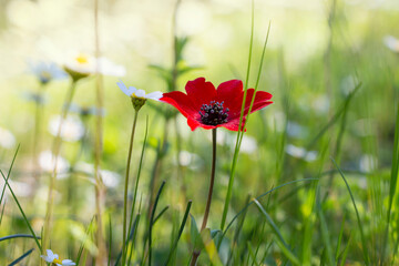 A poppy anemone flower with  red color and daisy flowers. Anemone coronaria. Selective focus.