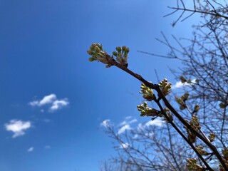 spring buds against blue sky