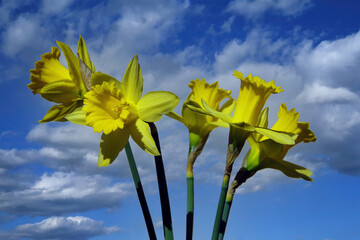 Yellow daffodil flowers with blue cloud sky - Powered by Adobe
