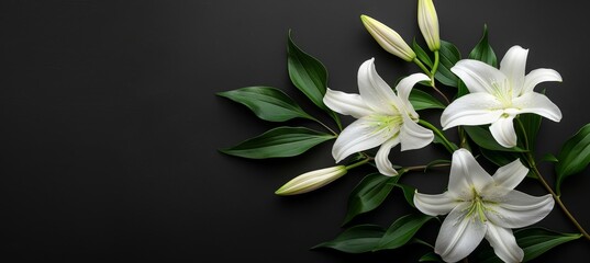 Beautiful funeral lily on dark backdrop with ample space for elegant text placement - obrazy, fototapety, plakaty