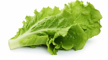 leaf green lettuce isolated on white with background