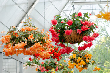 hanging plant baskets with vibrant Begonia blooming flowers in a filtered light greenhouse with the translucent panels. Concept of indoor nursery display, garden show exhibition or horticulture