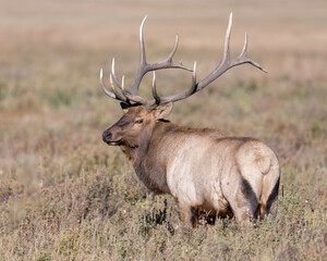 Naklejka na ściany i meble Rocky Mountain Bull Elk (Cervus canadensis) bugling during the fall rut, Rocky Mountian National Park, Colorado