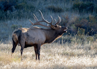 Rocky Mountain Bull Elk (Cervus canadensis) bugling during the fall rut, Rocky Mountian National Park, Colorado