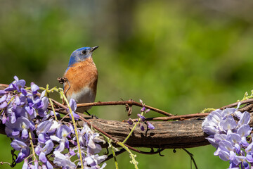 Bluebird perched on wisteria vine