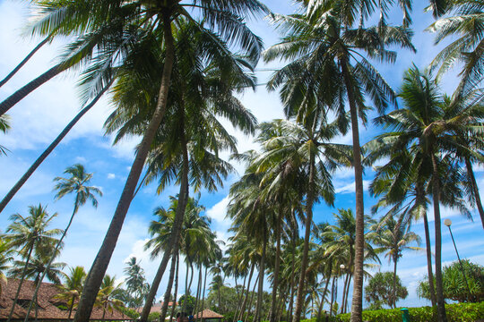 Palm trees on a beach resort with rich blue sky