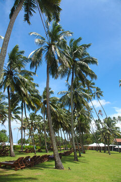 Palm trees on a beach resort with rich blue sky