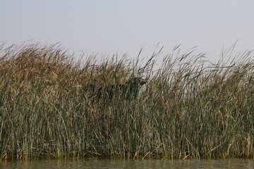buffalo in the chibayish marshes in iraq , cane , blue sky