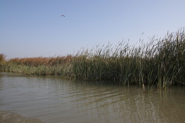 Marshes of chibayish in iraq , cane with boat