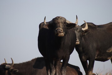 buffalo in the chibayish marshes in iraq , cane , blue sky