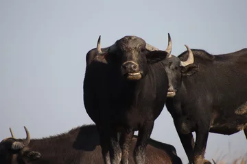 Rucksack buffalo in the chibayish marshes in iraq , cane , blue sky © mushtaq