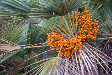 Mediterranean Fan Palm. Leaves and fruit of Chamaerops humilis dwarf palms. Mediterranean bush, Sardinia, Italt