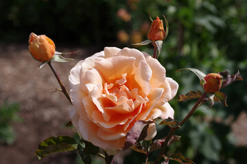 White pink orange rose blossom and buds