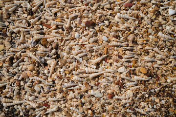 Turritella cingulifera shells and seashells on beach