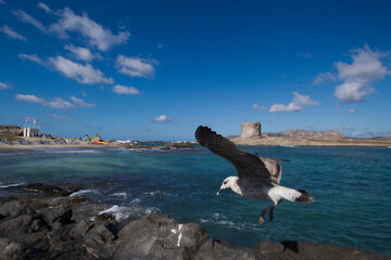 seagull in flight on the sea Young herring gull (Larus cachinnans). La pelosa, Stintino, SS, Sardinia, Italy