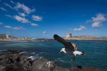 Poster La Pelosa Strand, Sardinië, Italië seagull in flight on the sea Young herring gull (Larus cachinnans). La pelosa, Stintino, SS, Sardinia, Italy