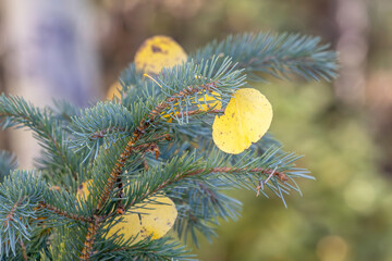 Colored aspen leaves caught in pine tree - 771106425