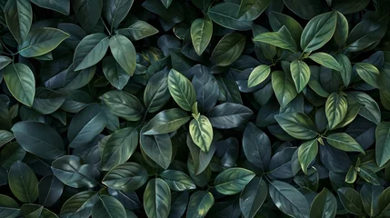 Foto op Canvas A background filled with dark green leaf bushes, offering a dense and natural texture for various design needs © Orxan
