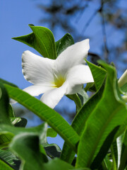 Obraz premium white lily flower
