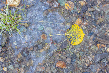 Aspen leaf frozen in ice - 771106625