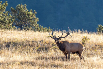 Bull elk in Rocky Mountain National Park - 771107204