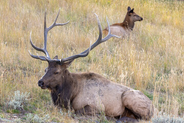 Bull elk in Rocky Mounrain National Park