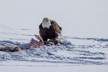 Bald eagle feeding on Winter kill white tailed deer - 771107496