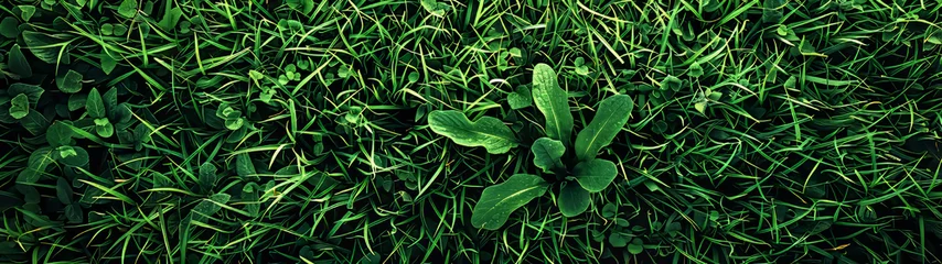 Fotobehang Top view of a dense clover and grass field, highlighting variations in plant types within the greenery © Daniel